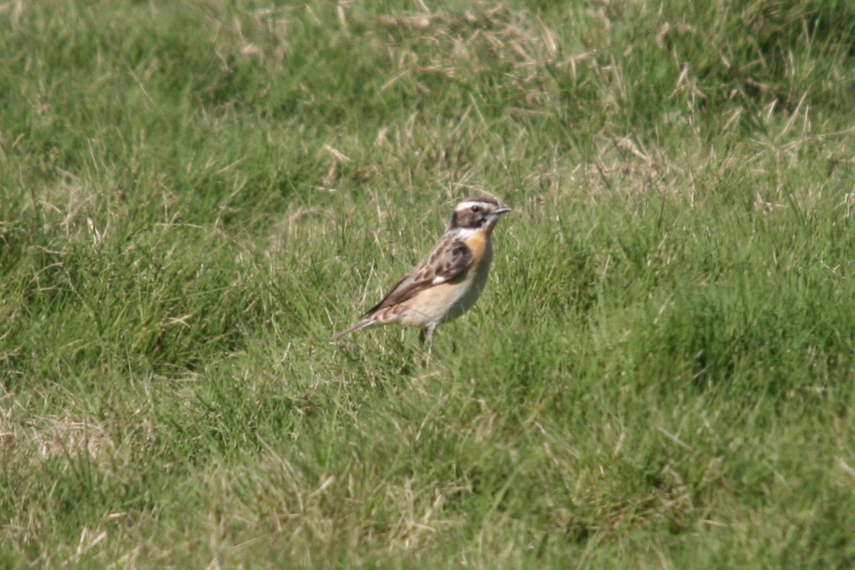 Whinchat - ML620985643