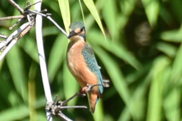 Common Kingfisher - Amar Narayan