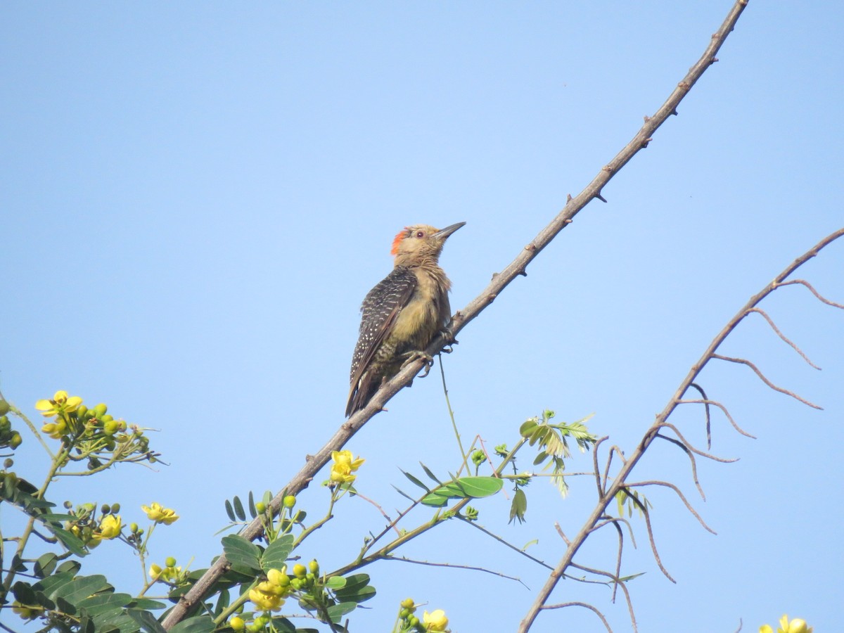 Golden-fronted Woodpecker - ML620985676