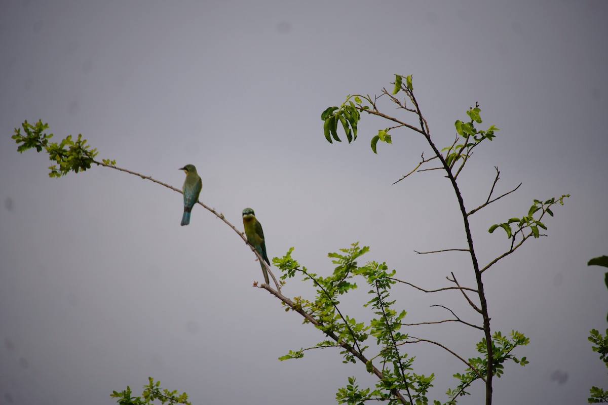 Blue-tailed Bee-eater - ML620985705