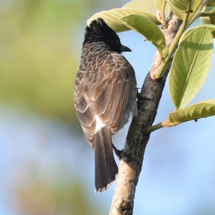 Red-vented Bulbul - ML620985778