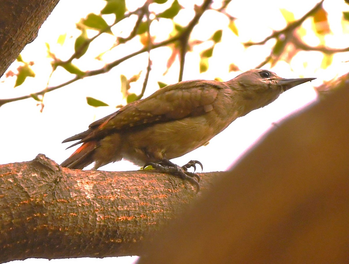 African Gray Woodpecker - ML620985784