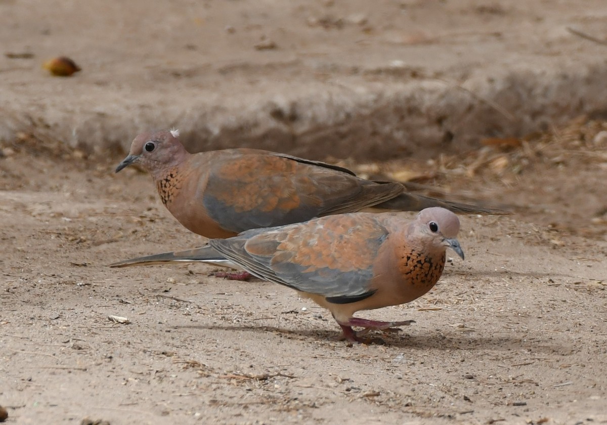 Laughing Dove - ML620985803