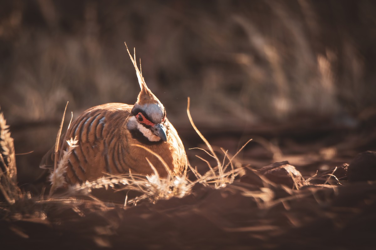 Spinifex Pigeon - ML620985818