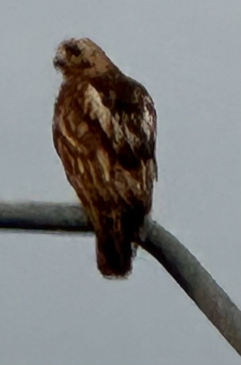 Red-tailed Hawk - ML620985823