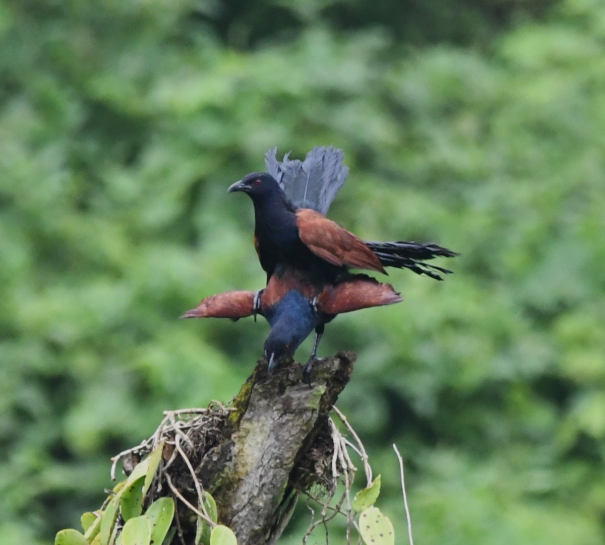 Greater Coucal - ML620985829