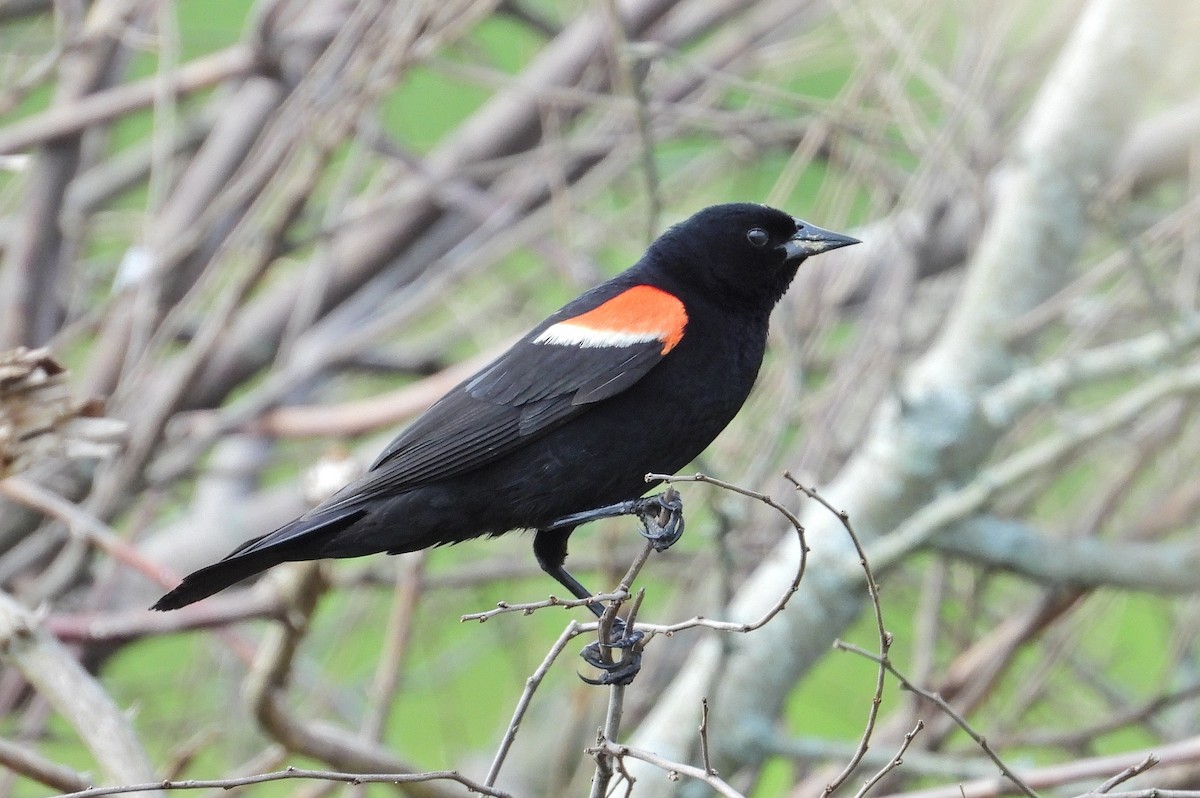 Red-winged Blackbird - ML620985839