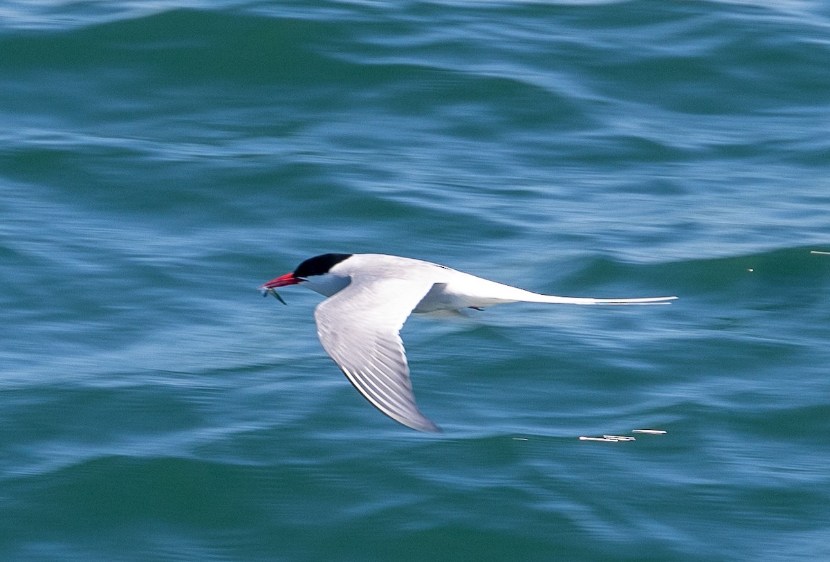 Arctic Tern - ML620985846