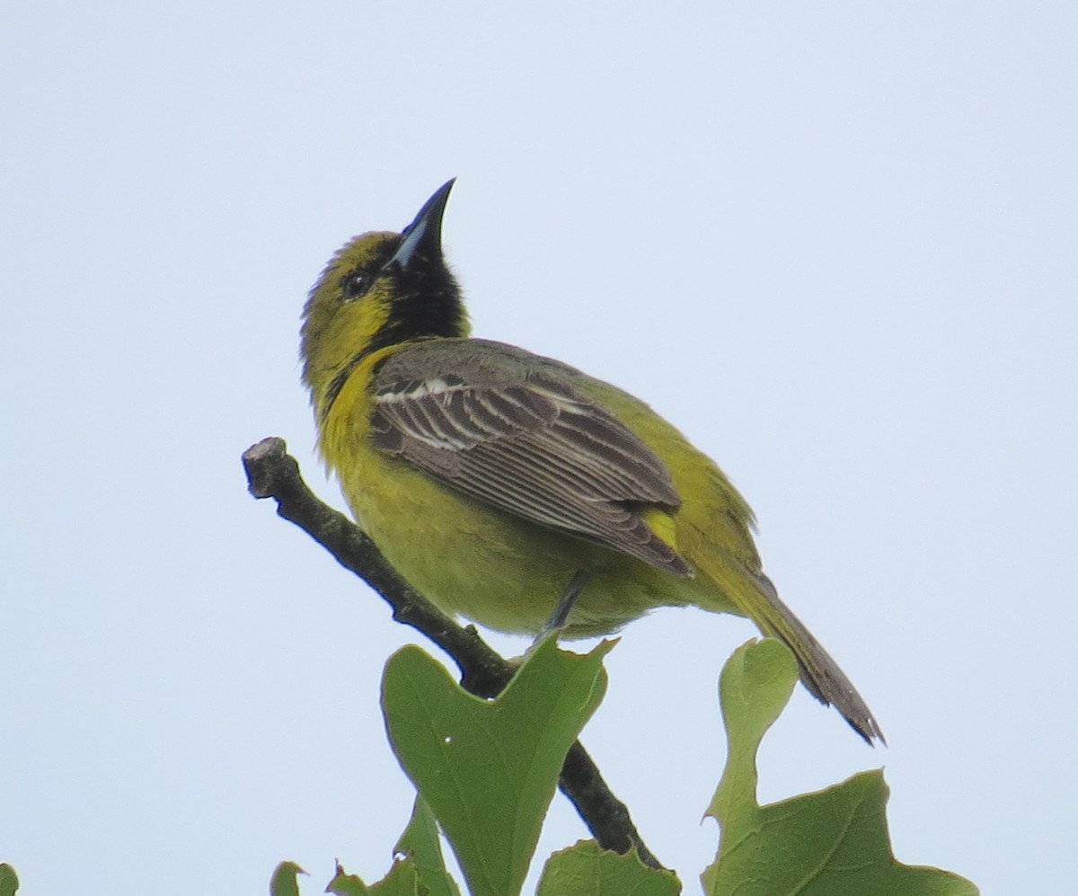 Orchard Oriole - ML620985850