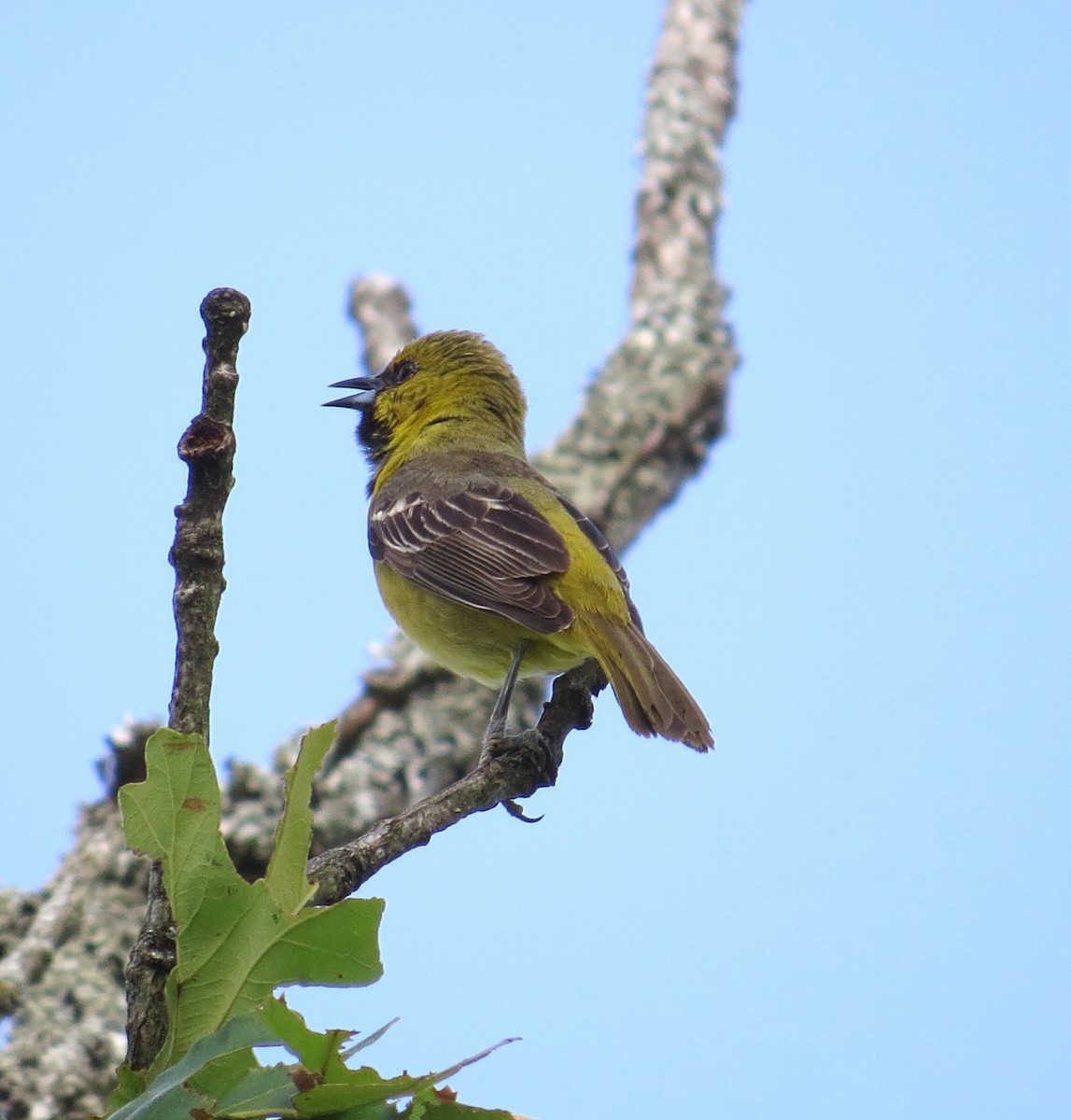 Orchard Oriole - ML620985851