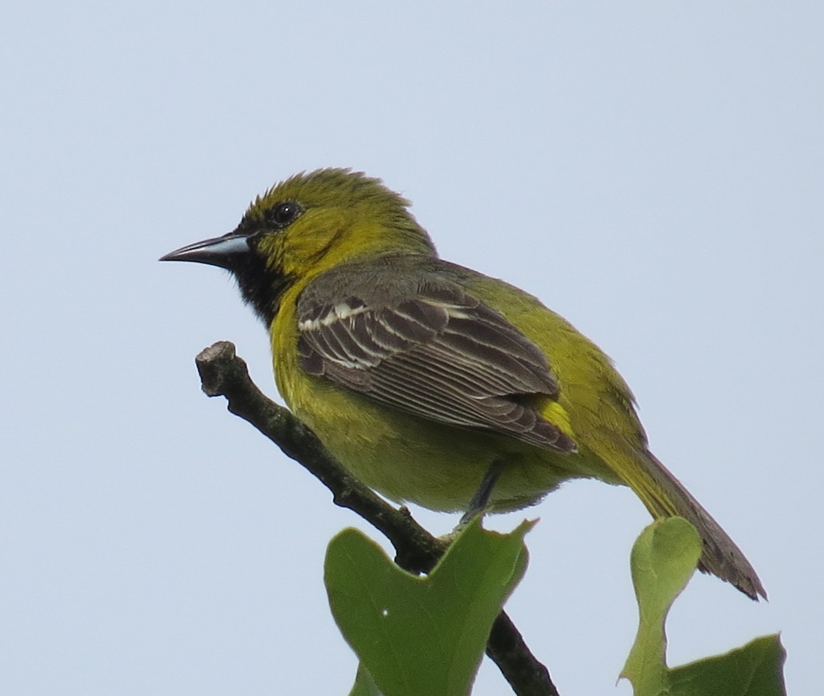Orchard Oriole - ML620985852