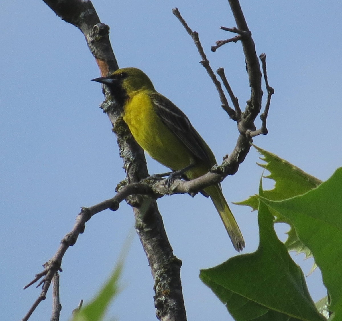 Orchard Oriole - ML620985853