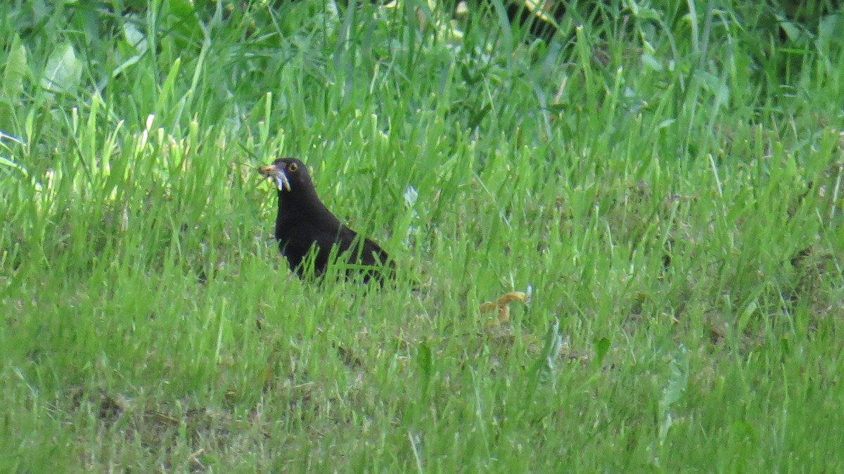 Eurasian Blackbird - ML620985855