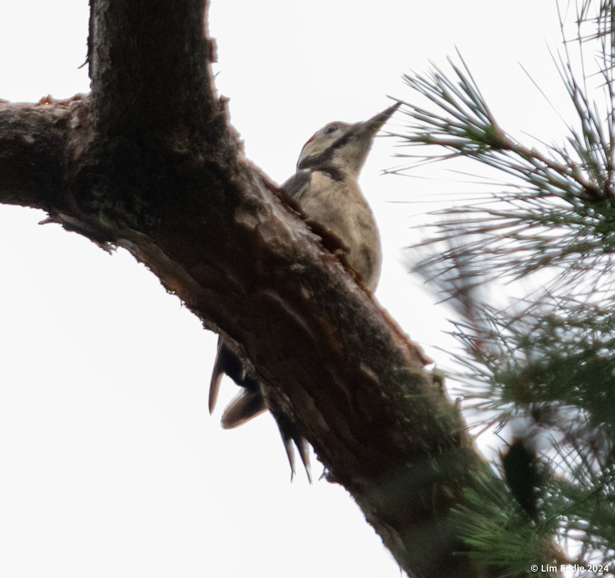 Great Spotted Woodpecker - ML620985881