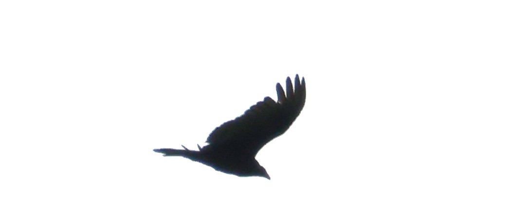 Turkey Vulture - ML620985922