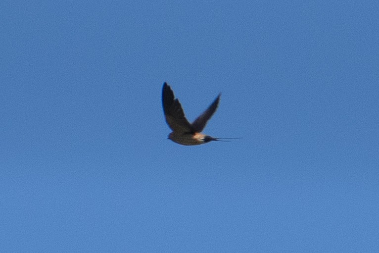 Red-rumped Swallow - ML620985941
