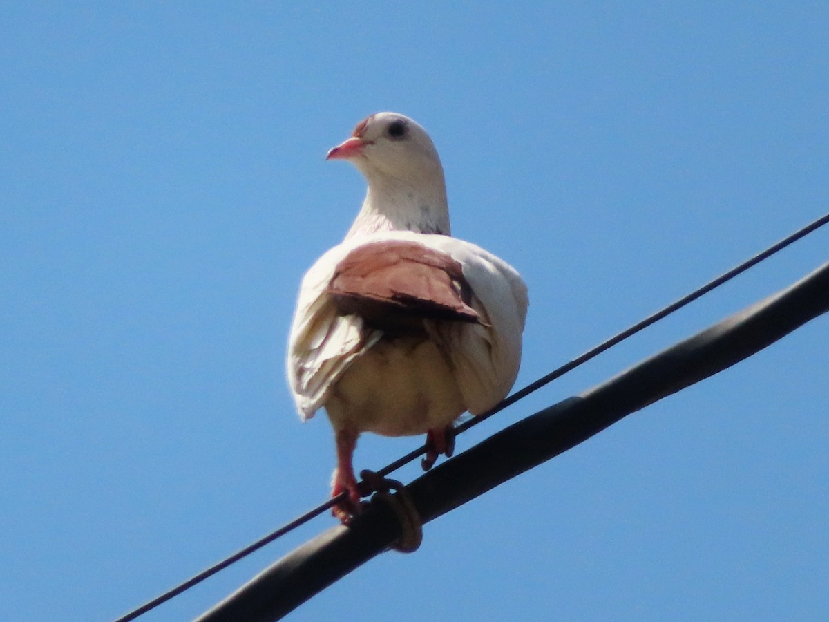 Rock Pigeon (Feral Pigeon) - ML620985974