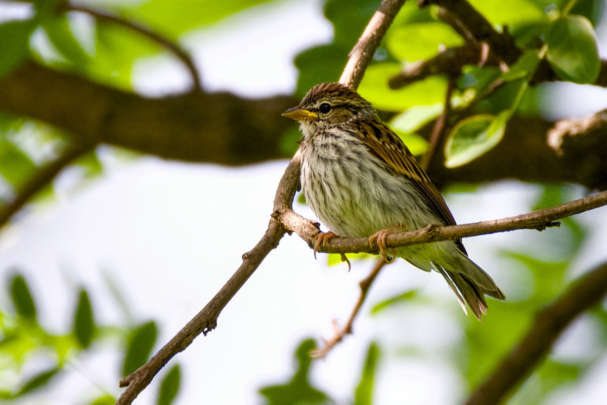 Chipping Sparrow - ML620986009