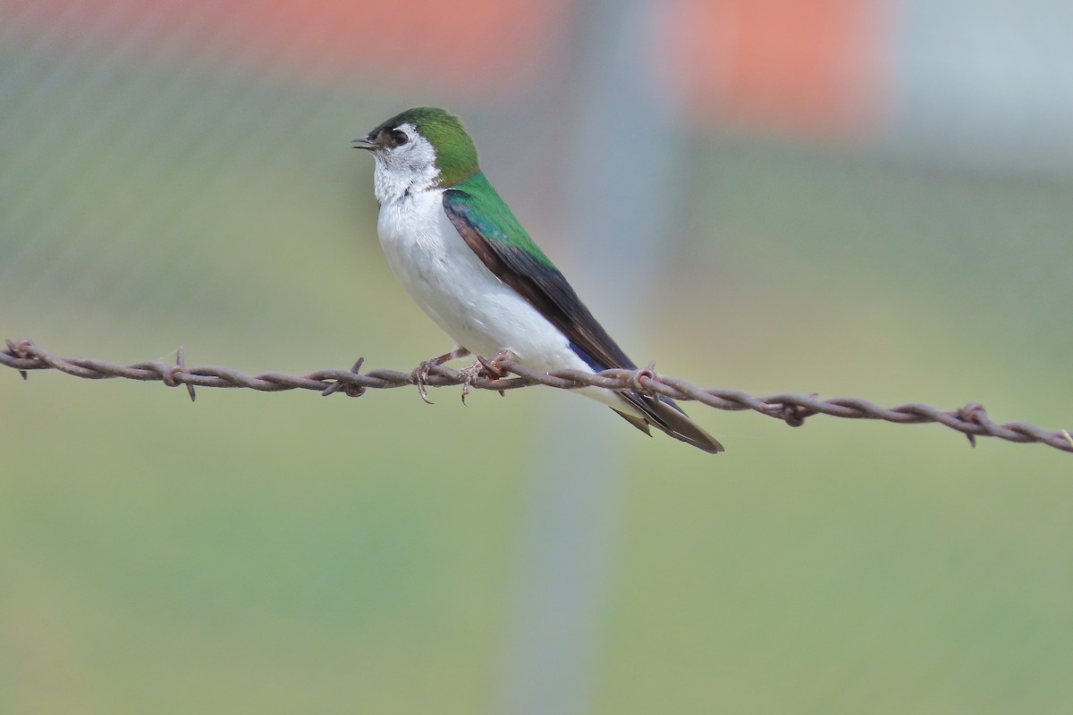 Violet-green Swallow - ML620986014