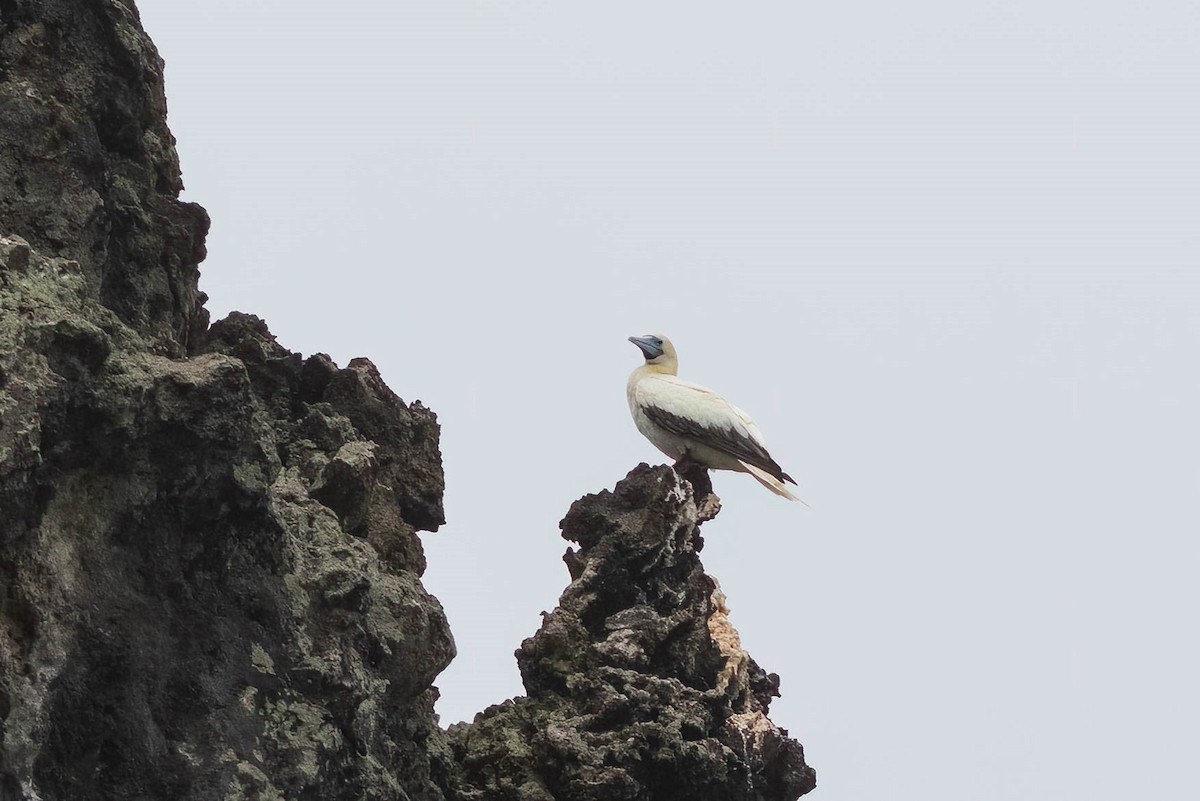 Red-footed Booby - ML620986026