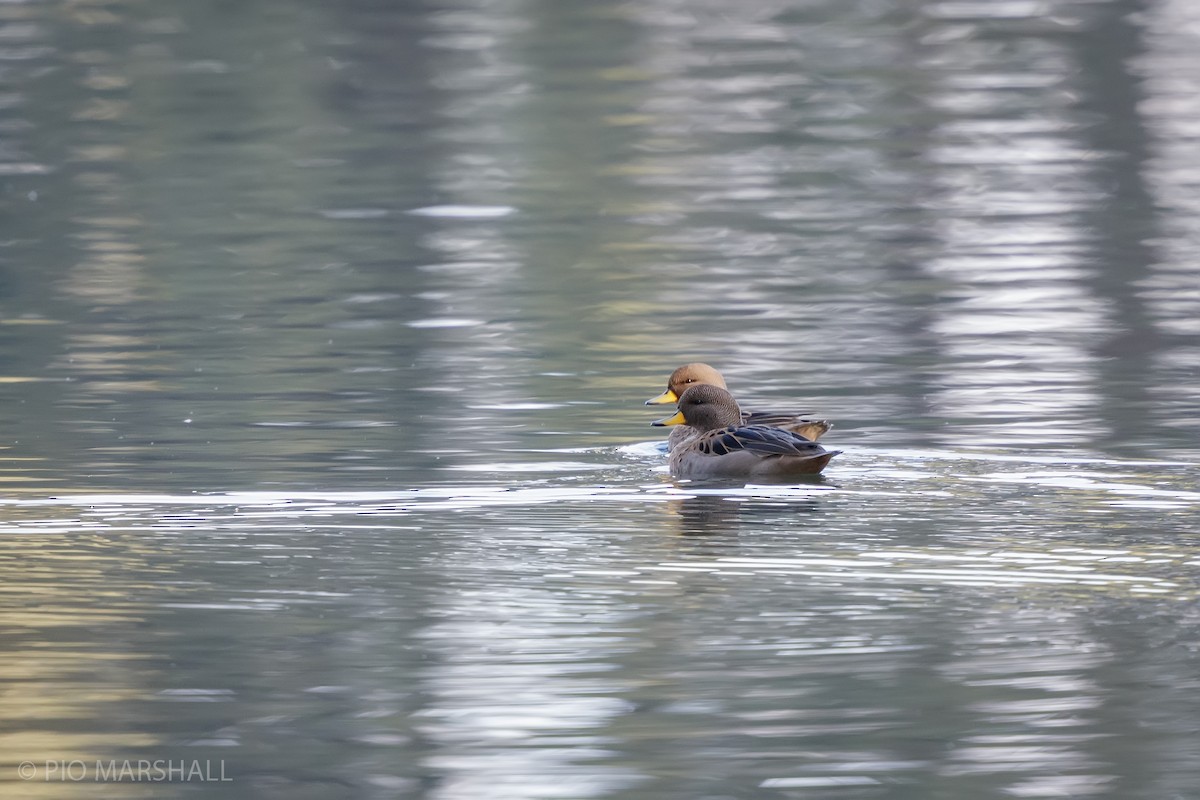 Yellow-billed Teal - ML620986098