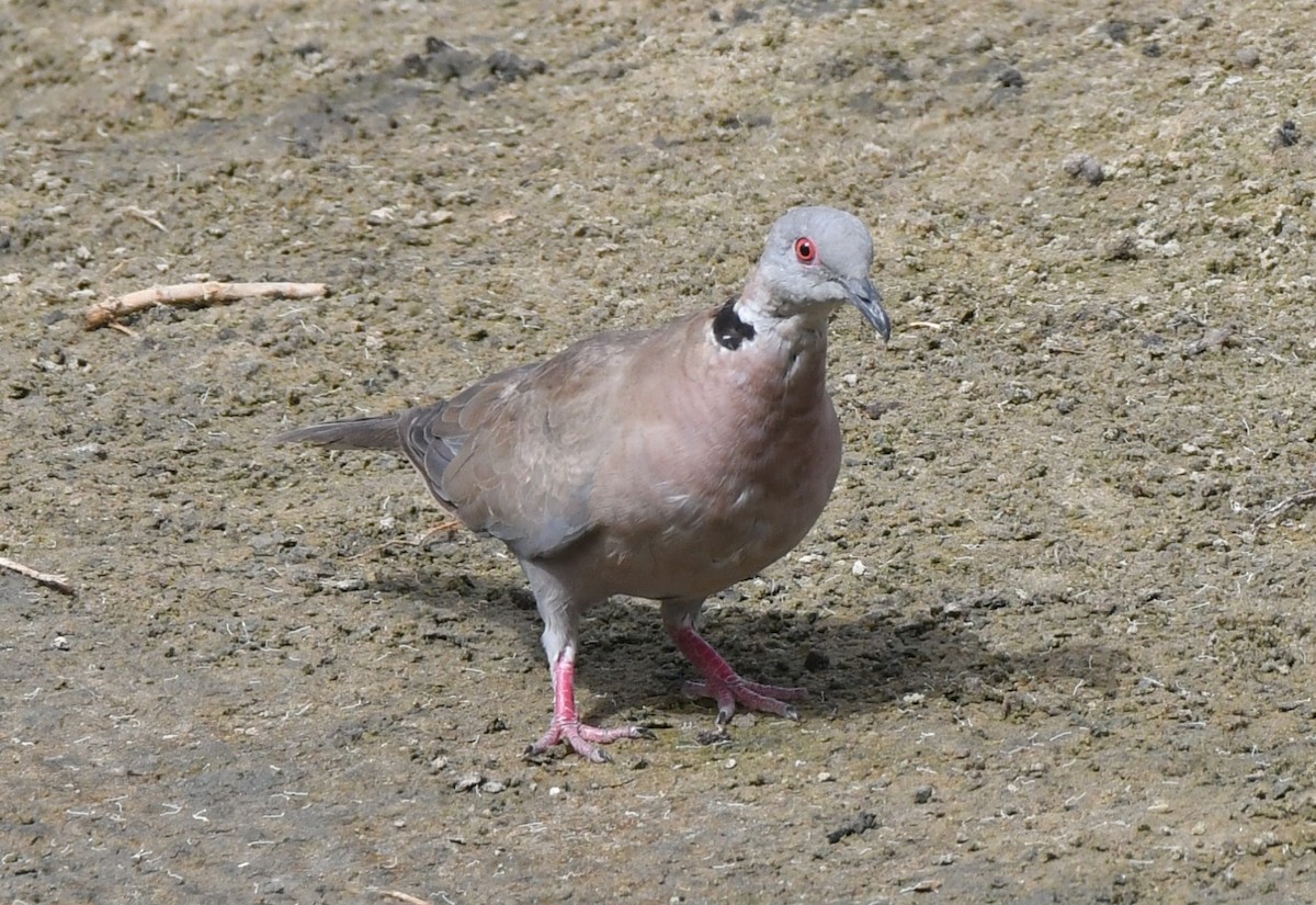 Mourning Collared-Dove - ML620986100