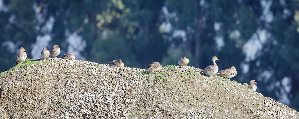 Yellow-billed Pintail - ML620986101
