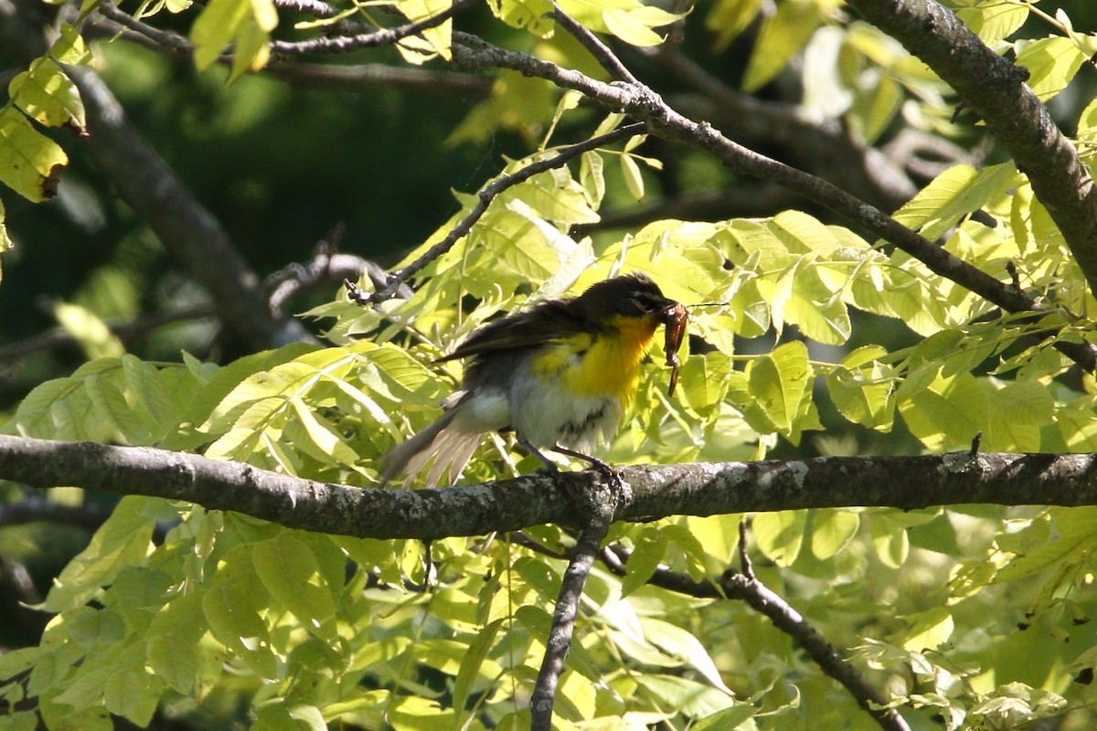 Yellow-breasted Chat - ML620986107