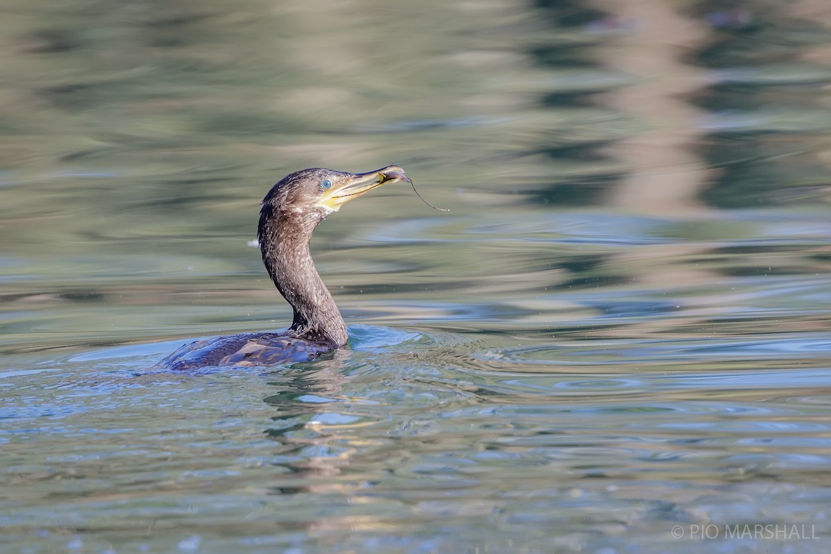 Neotropic Cormorant - ML620986114