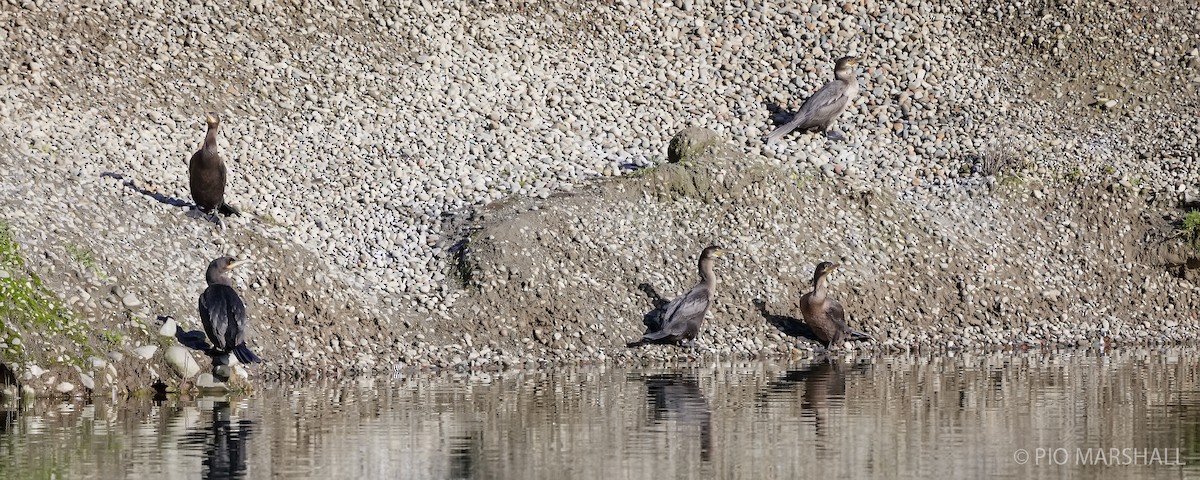 Neotropic Cormorant - ML620986115