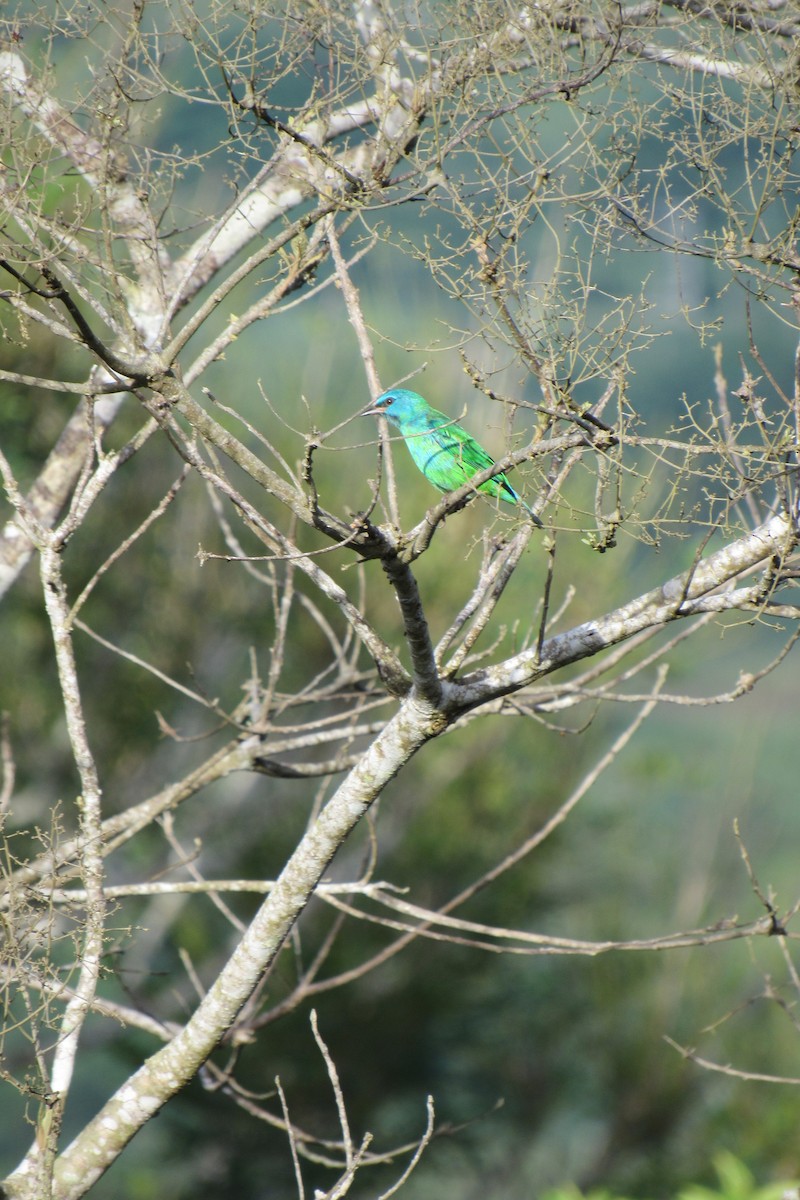 Blue Dacnis - ML620986118