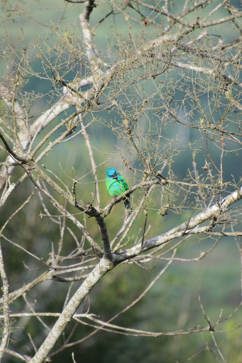 Blue Dacnis - ML620986123