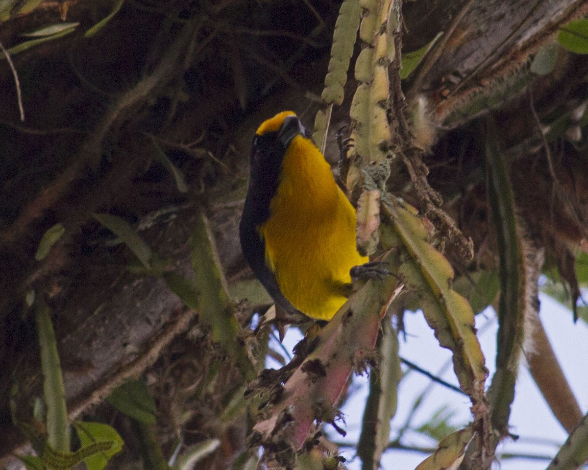 Violaceous Euphonia - Dixie Sommers