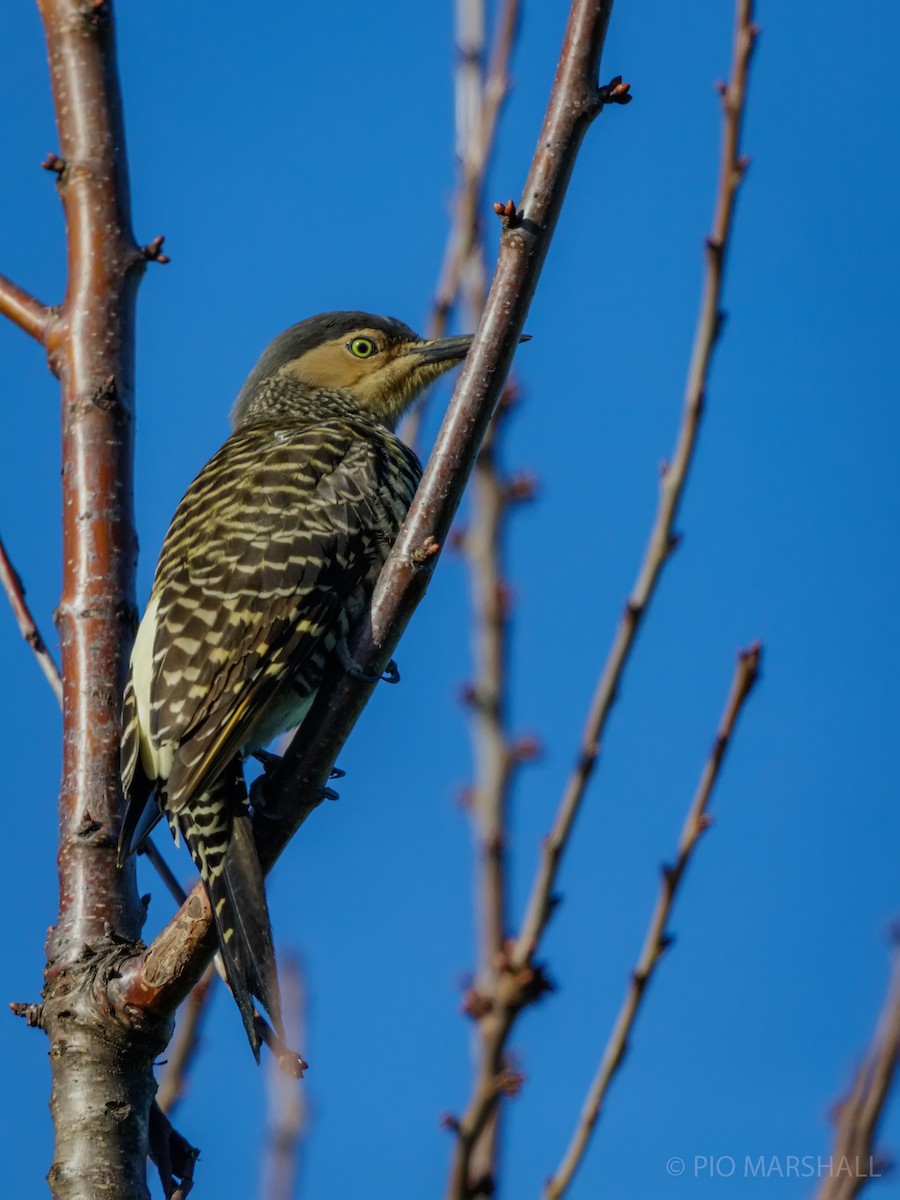 Chilean Flicker - ML620986132