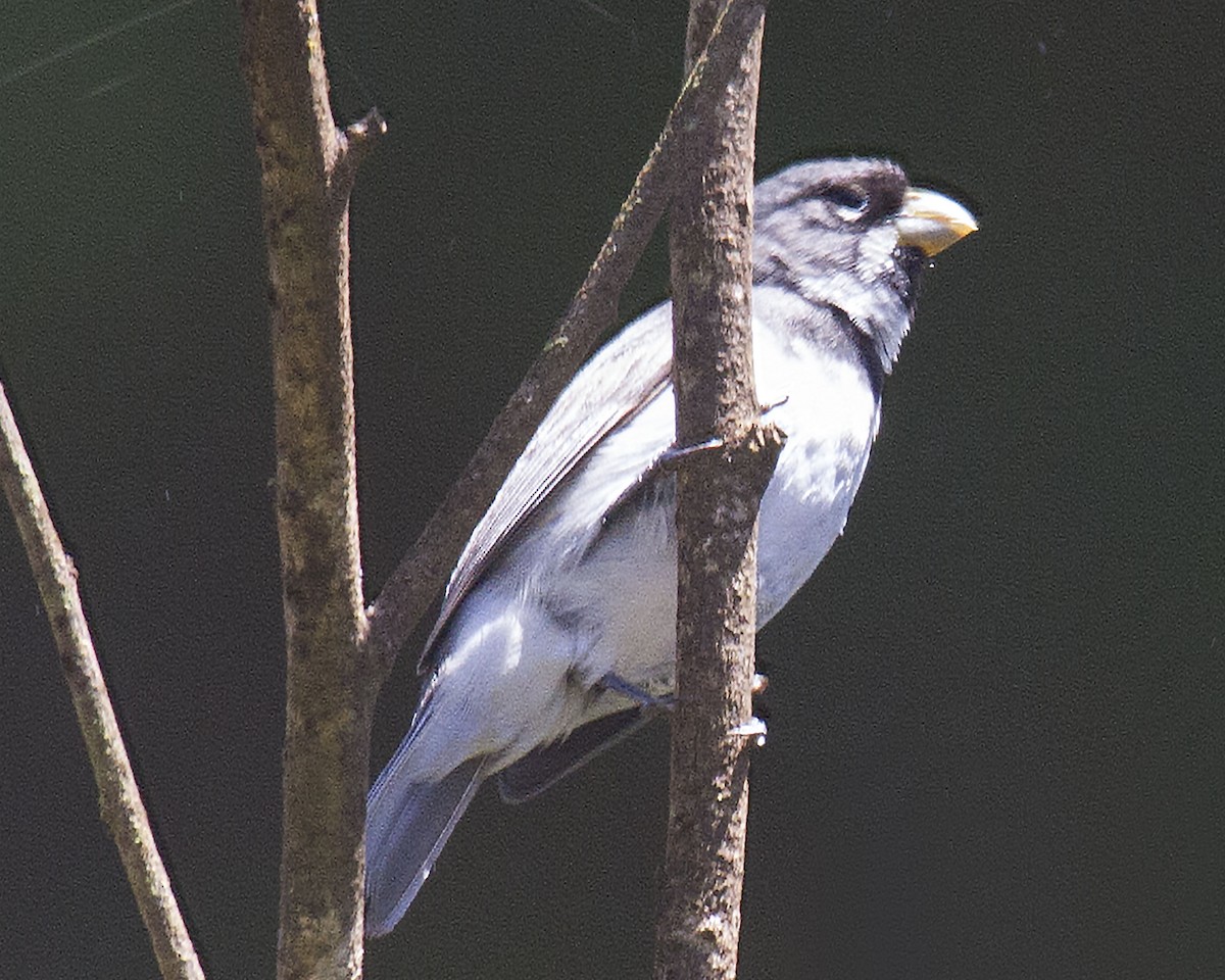 Double-collared Seedeater - ML620986133
