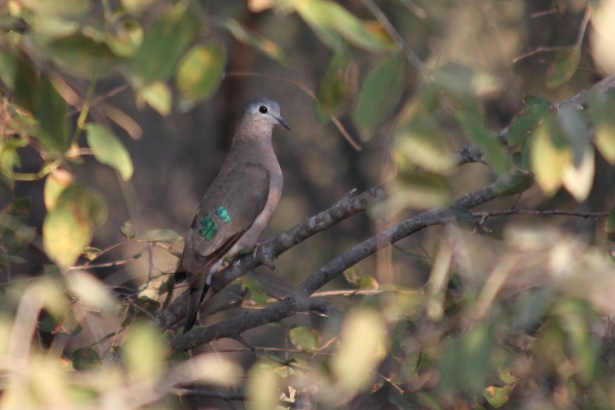 Emerald-spotted Wood-Dove - ML620986145