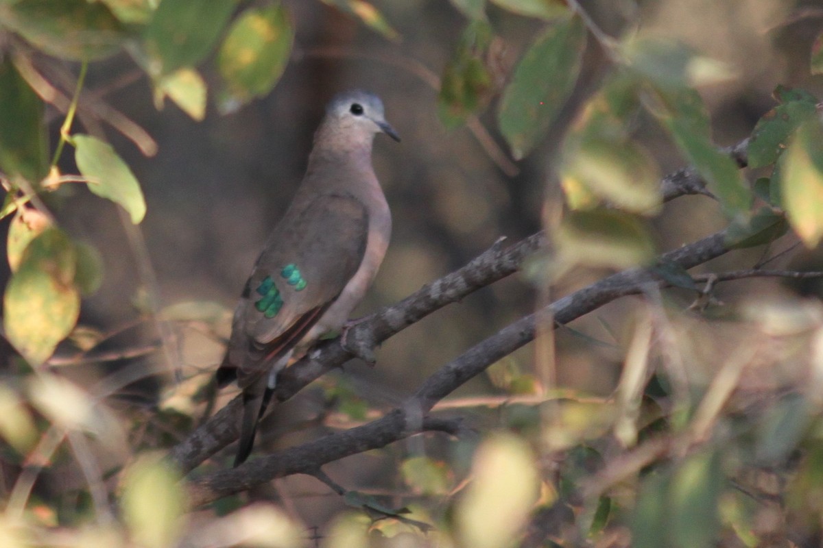 Emerald-spotted Wood-Dove - ML620986147