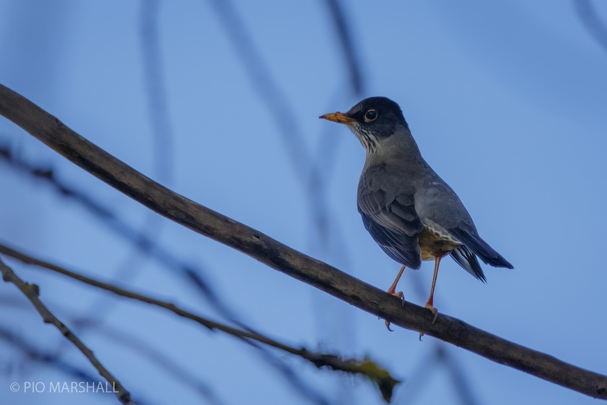 Austral Thrush - ML620986148