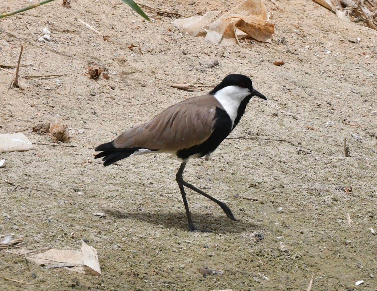 Spur-winged Lapwing - ML620986149