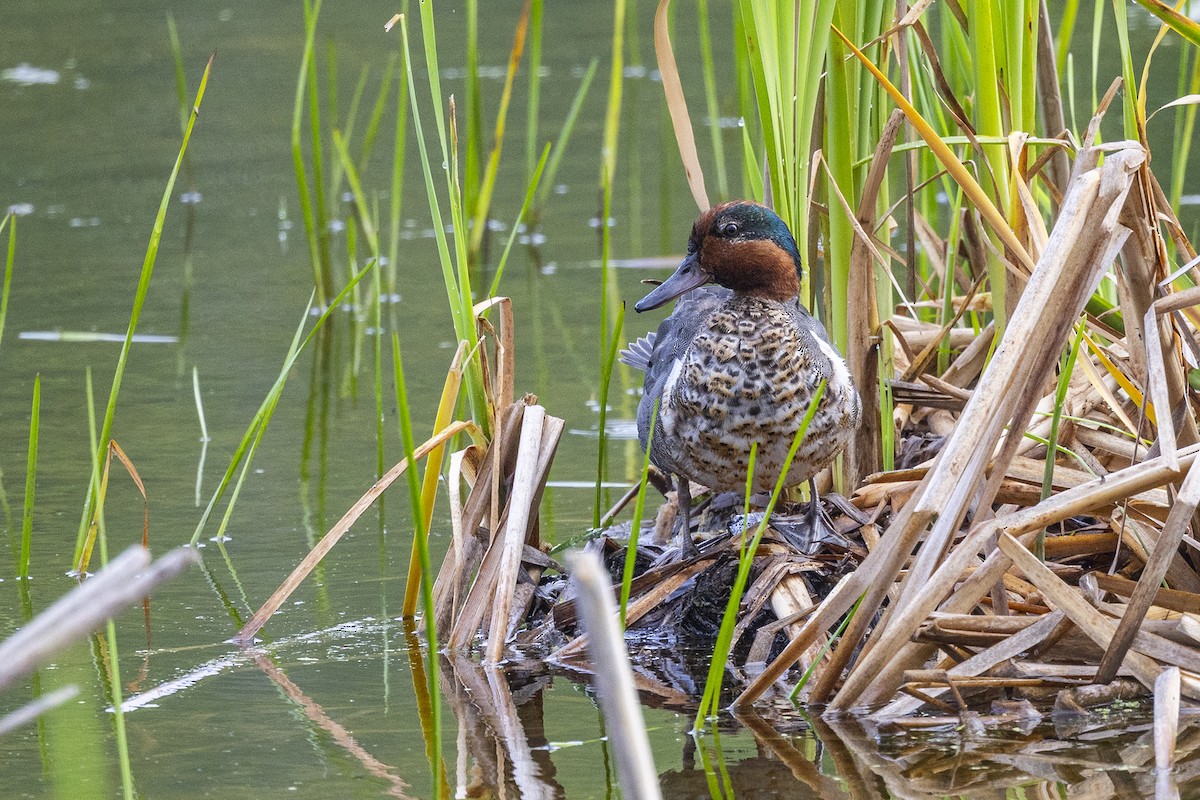 Green-winged Teal - Maurice Pitre