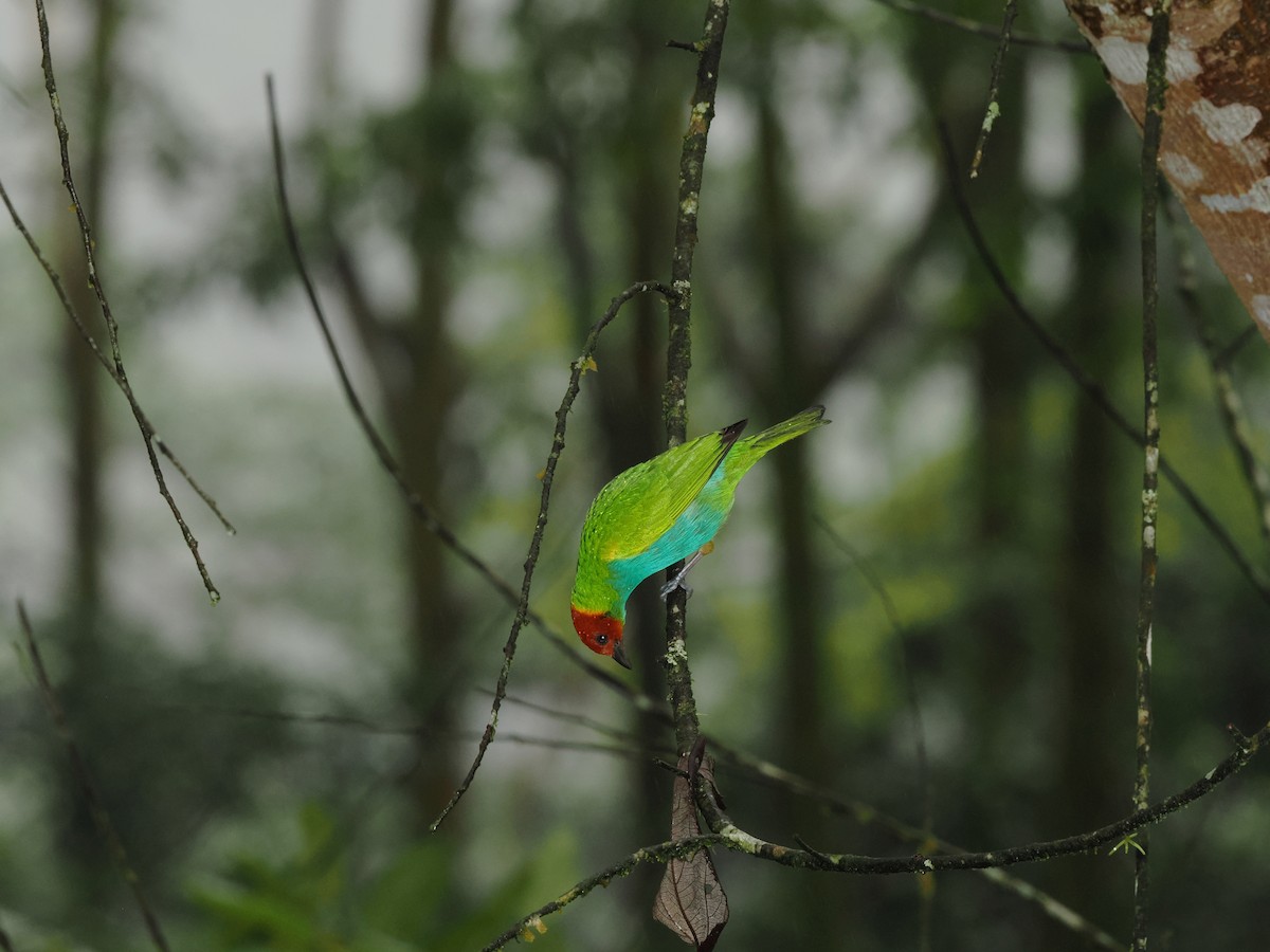 Bay-headed Tanager - ML620986159