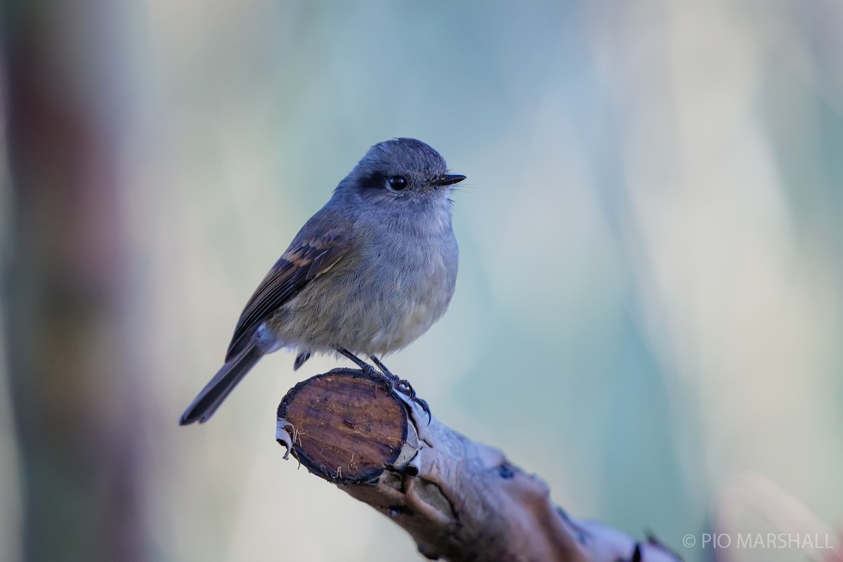 Patagonian Tyrant - ML620986165