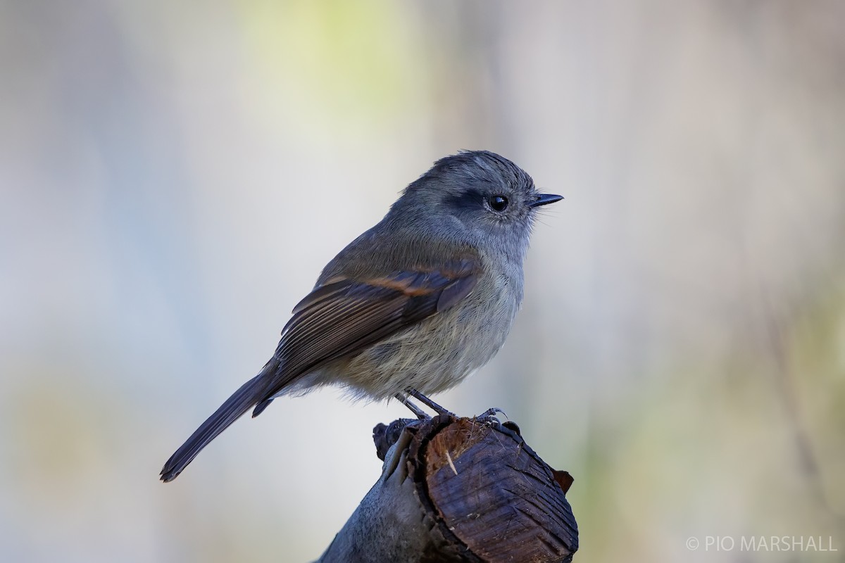 Patagonian Tyrant - ML620986166