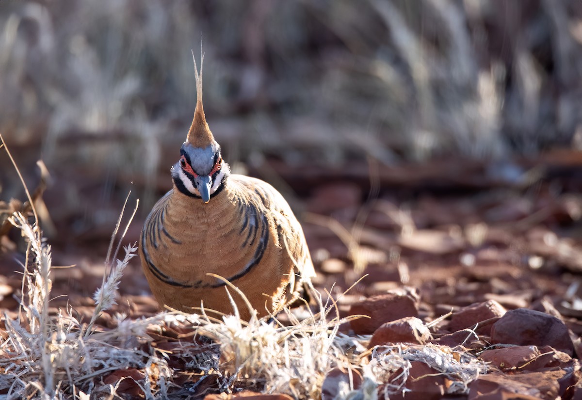 Spinifex Pigeon - ML620986179