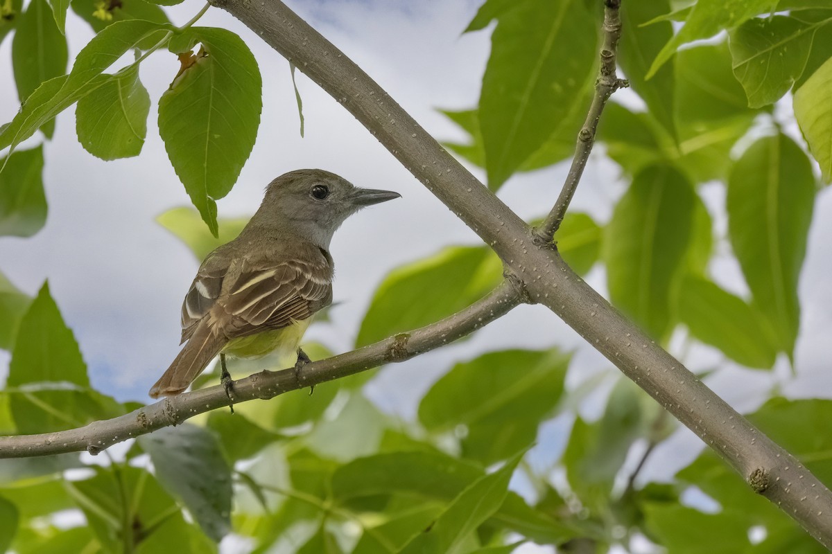 Great Crested Flycatcher - ML620986181