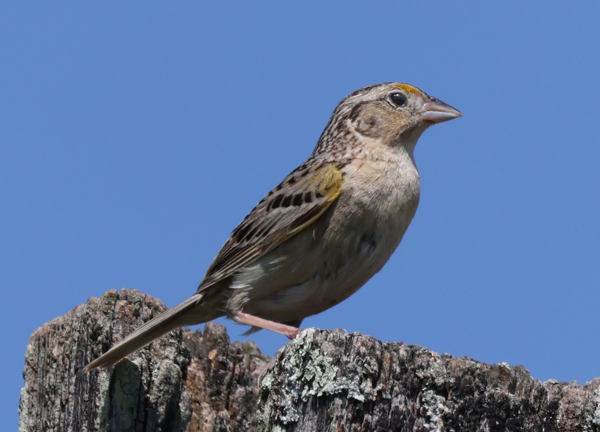 Grasshopper Sparrow - ML620986182