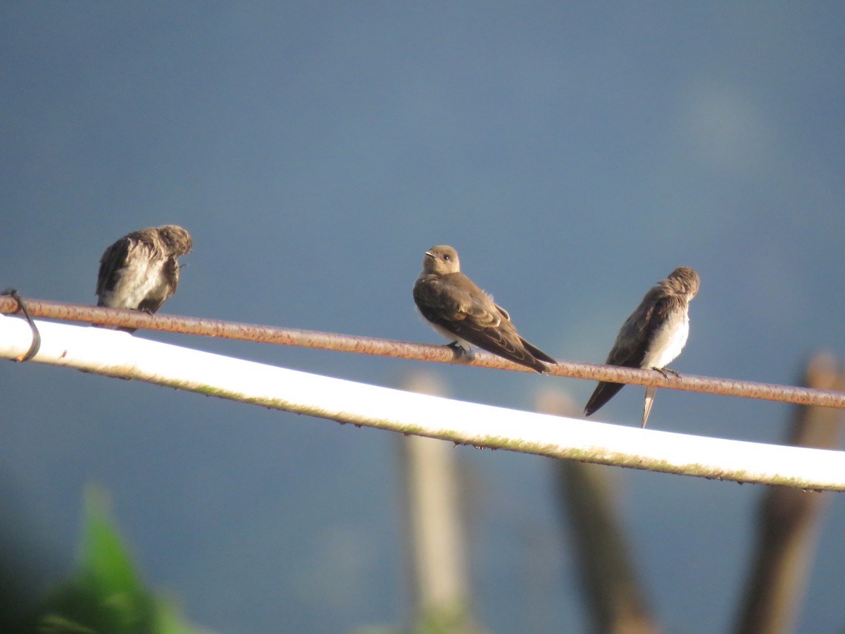 Northern Rough-winged Swallow - ML620986186