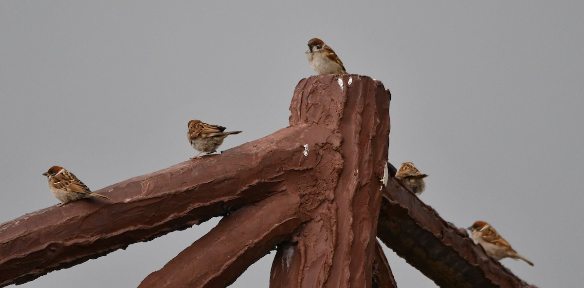 Eurasian Tree Sparrow - ML620986200