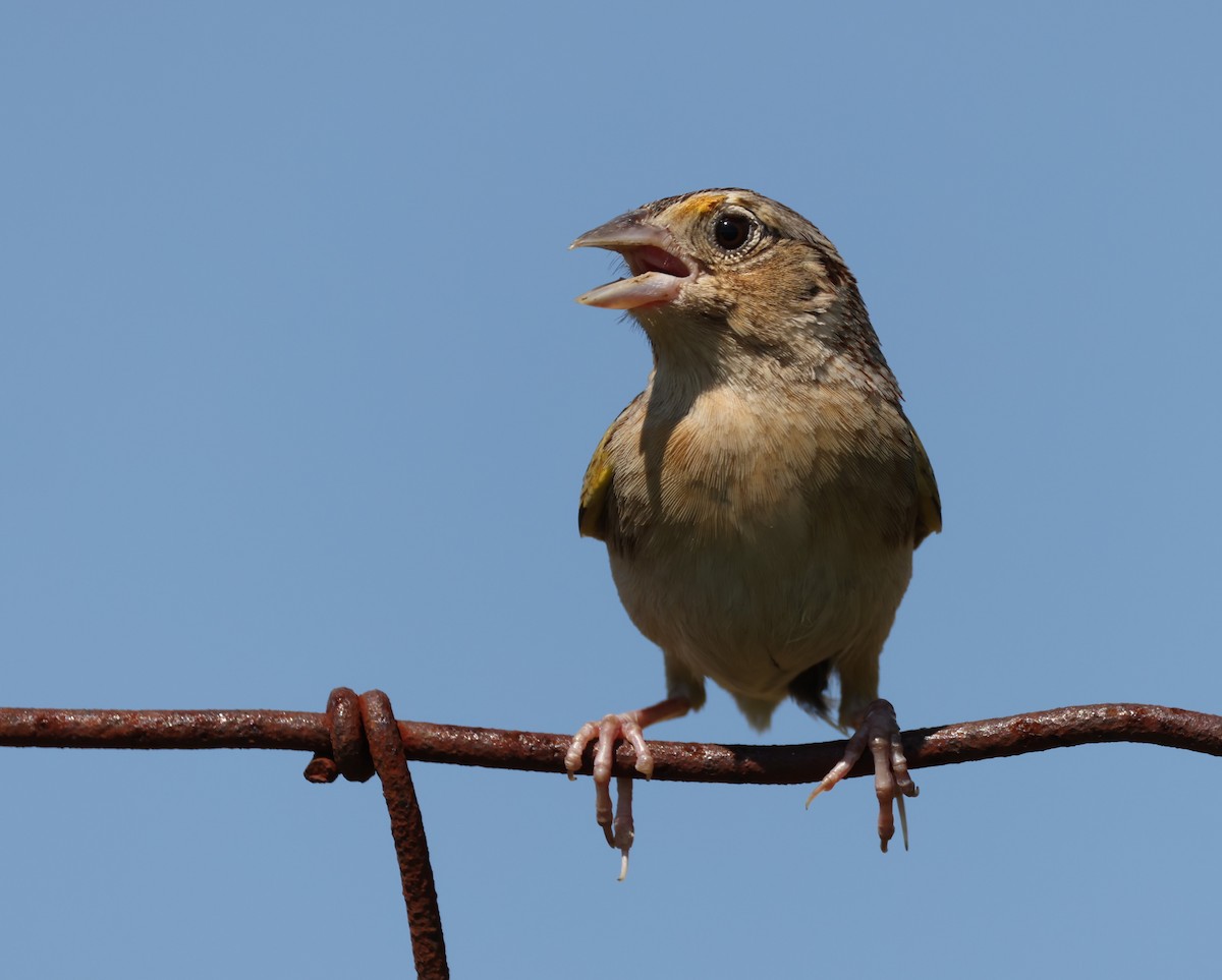 Grasshopper Sparrow - ML620986202
