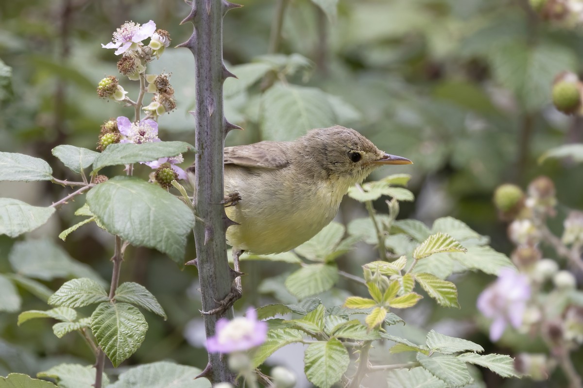 Melodious Warbler - ML620986212